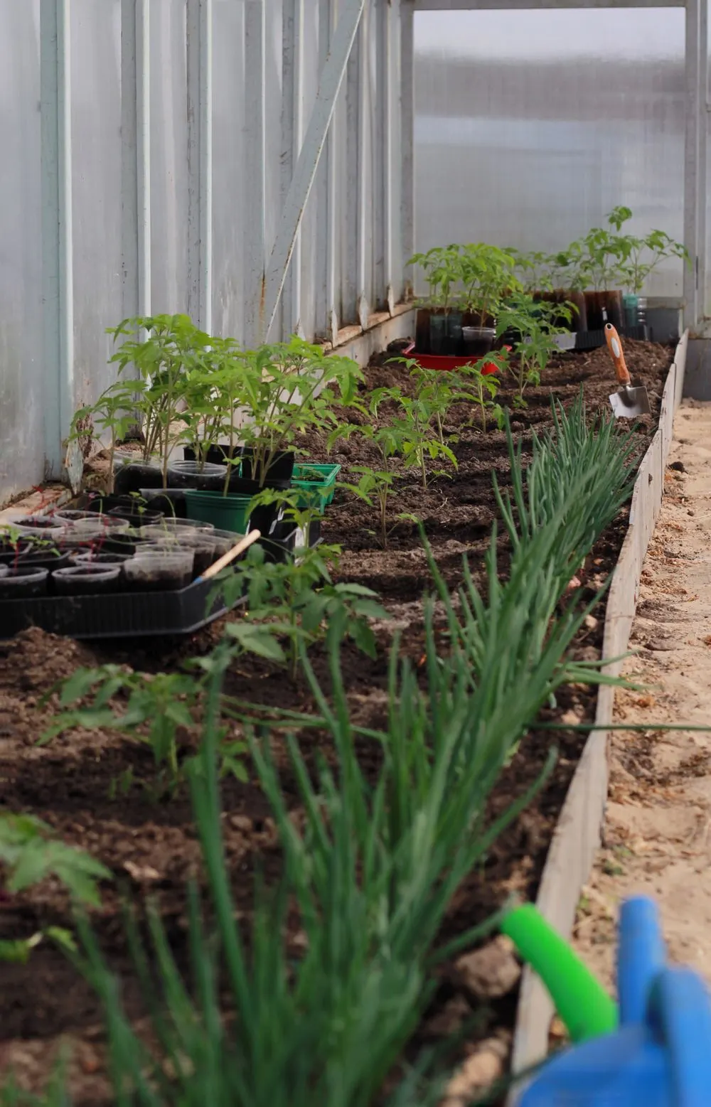 Rânduri de plante cultivate într-o seră
