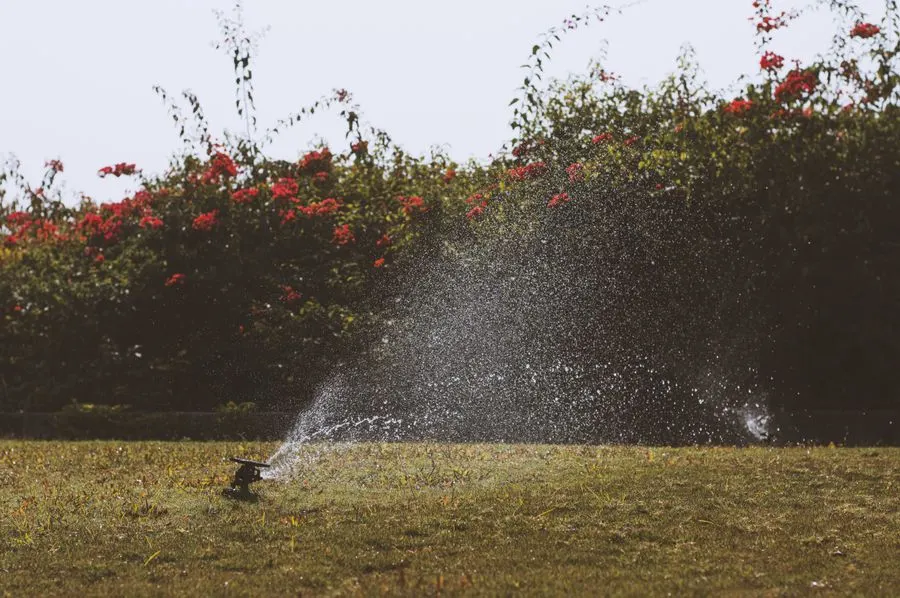 Fotografie ilustrativă pentru Verde pentru fiecare zi