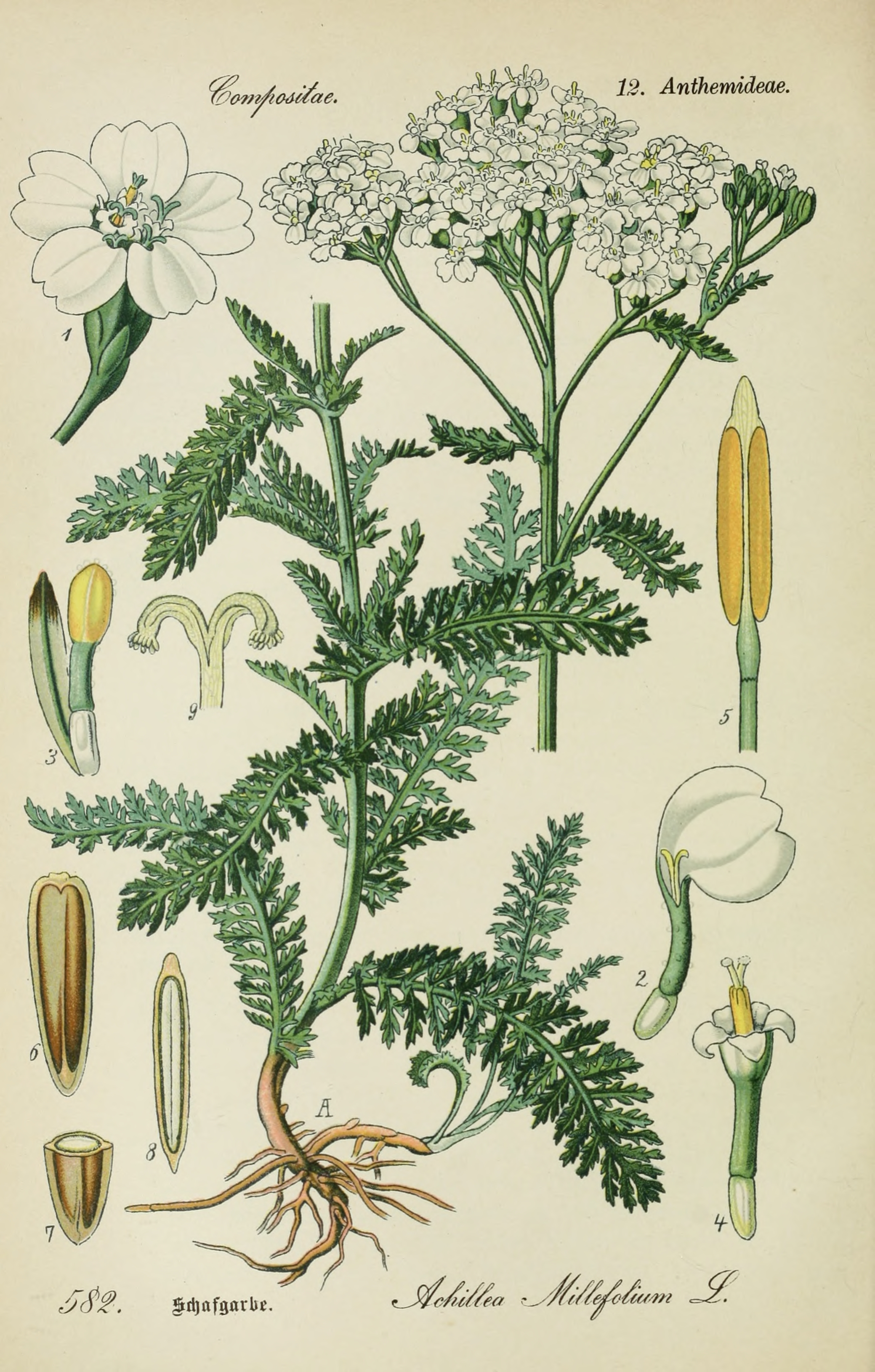 Ilustrație botanică istorică: coada-șoricelului
